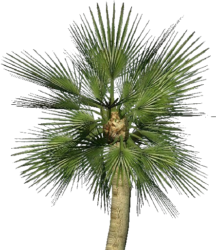 Mediterranean Dwarf Palm - Palmera Mediterranea Png (750x527), Png Download