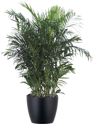 Bamboo Palm Interior Plant In Black Pot Chamaedorea Bamboo Palm Full Size Png Download Seekpng