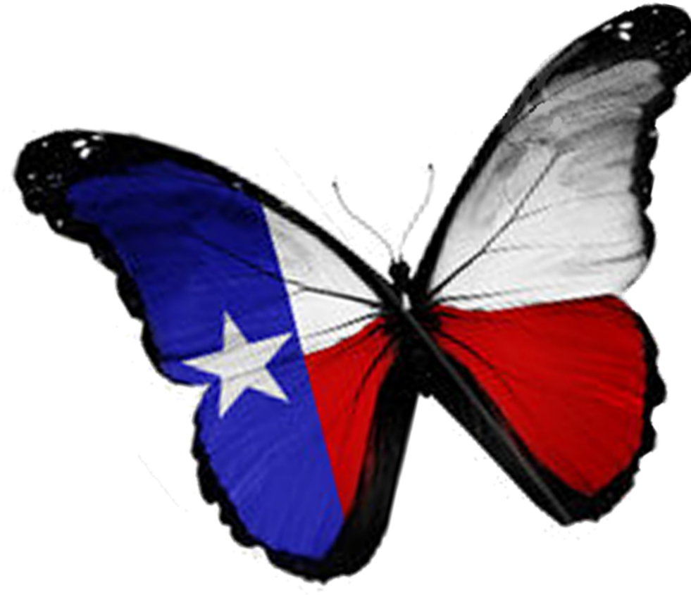 Texas Butterfly - Texas Butterfly Wendy Davis Governor Bumper Sticke (1000x951), Png Download