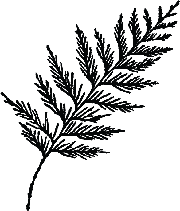 The Cultch Presents Soft Cedar Clip Art Transparent - Cedar Branch Png (721x721), Png Download