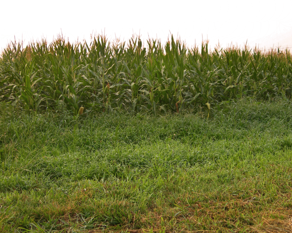 Corn Field Png - Cornfield Png (999x799), Png Download