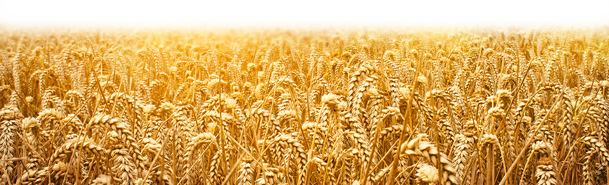 Grain Field Png Graphic Transparent Download - Ruth - A Tale Of Love And Redemption (1200x365), Png Download