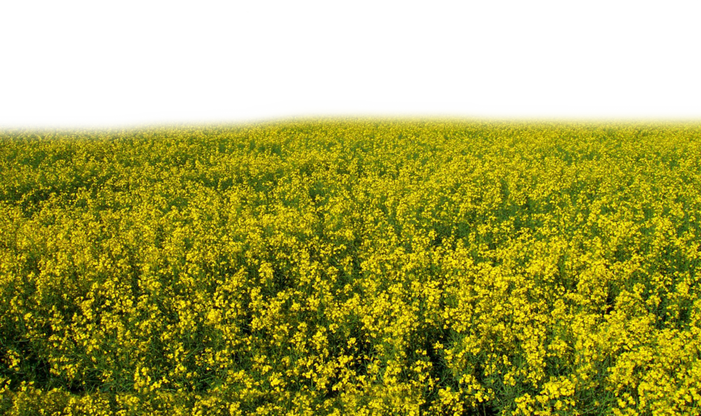 Flower Field Png - Transparent Yellow Flower Field (1000x593), Png Download