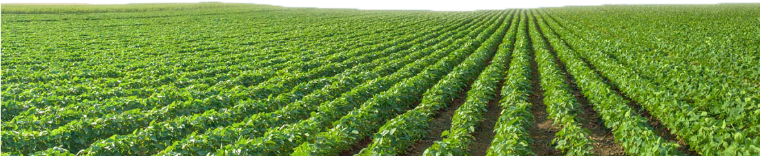 Growing Soybeans Agriculture Green Views Transprent - Soybean (1100x733), Png Download