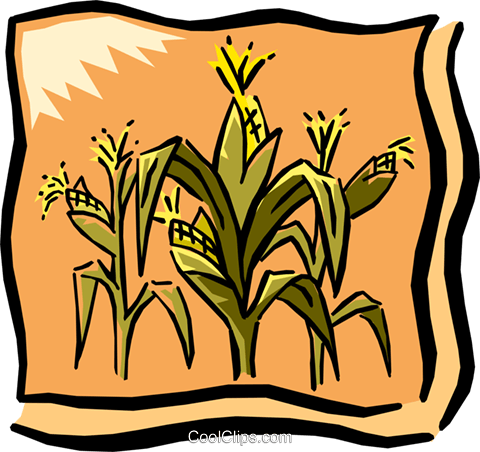 Corn Field Royalty Free Vector Clip Art Illustration - Corn Graphic (480x452), Png Download