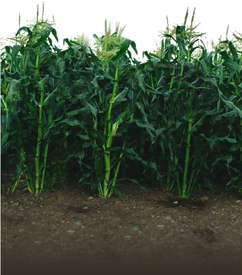 Corn-field - Vancouver Island Farm Products Inc. (478x561), Png Download