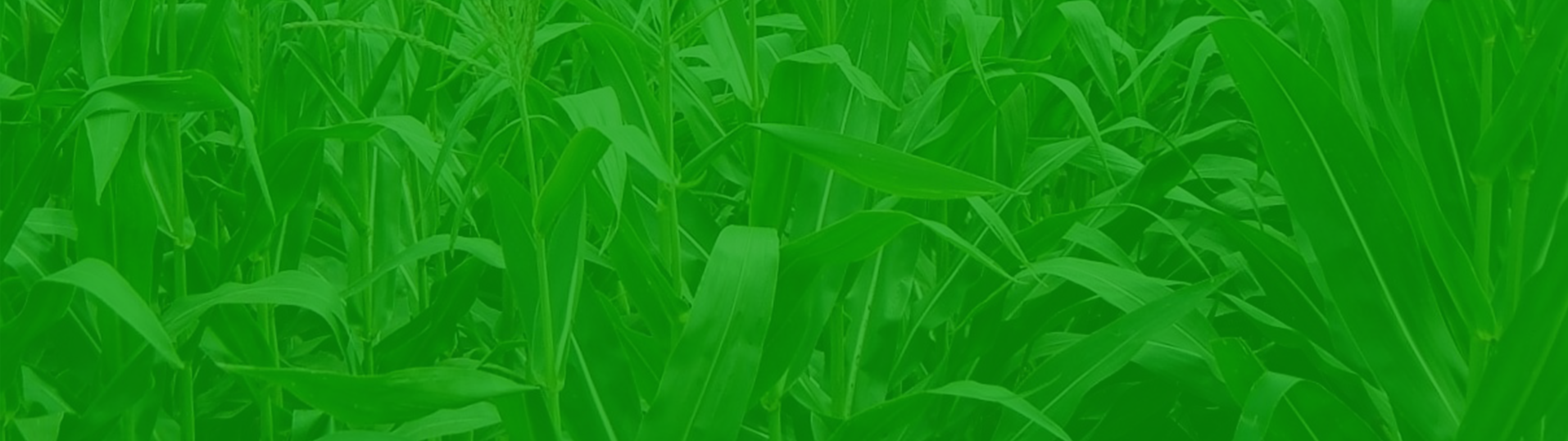 Cornfield-slider2 - Grass (1914x538), Png Download