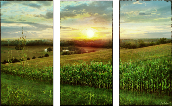 Omaha Cornfield - Field (600x600), Png Download
