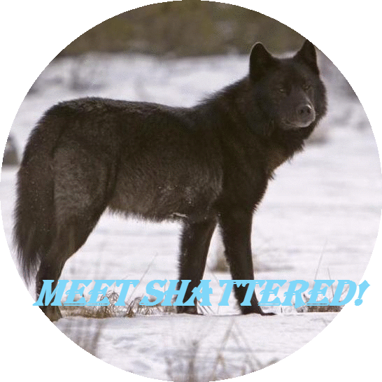 Meet Shattered - Black Cat (546x546), Png Download