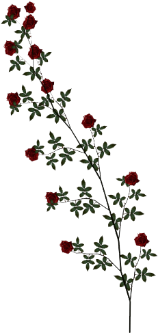 Rose Vine Png Clipart - Rose Vine Png (500x500), Png Download