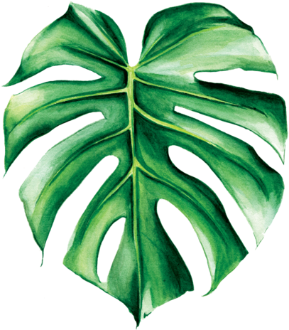 Graphic Black And White Library Image Result For Png - Monstera Png Transparent (500x500), Png Download