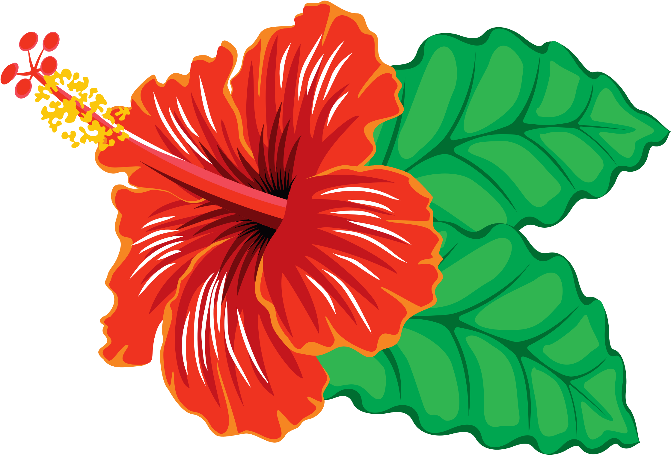 Shoeblackplant Can Stock Photo Spider Hibiscus Hawaiian - Hibiscus Flower Clipart Png (1071x750), Png Download
