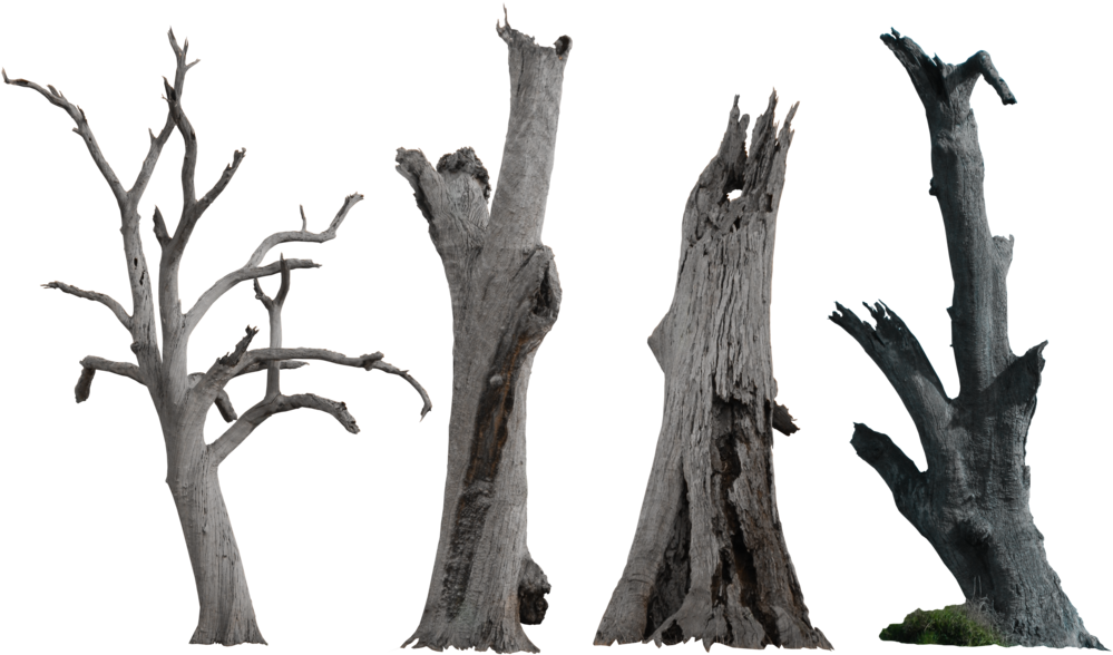 Dead Tree Pack - Dry Tree Trunk Png (1024x592), Png Download