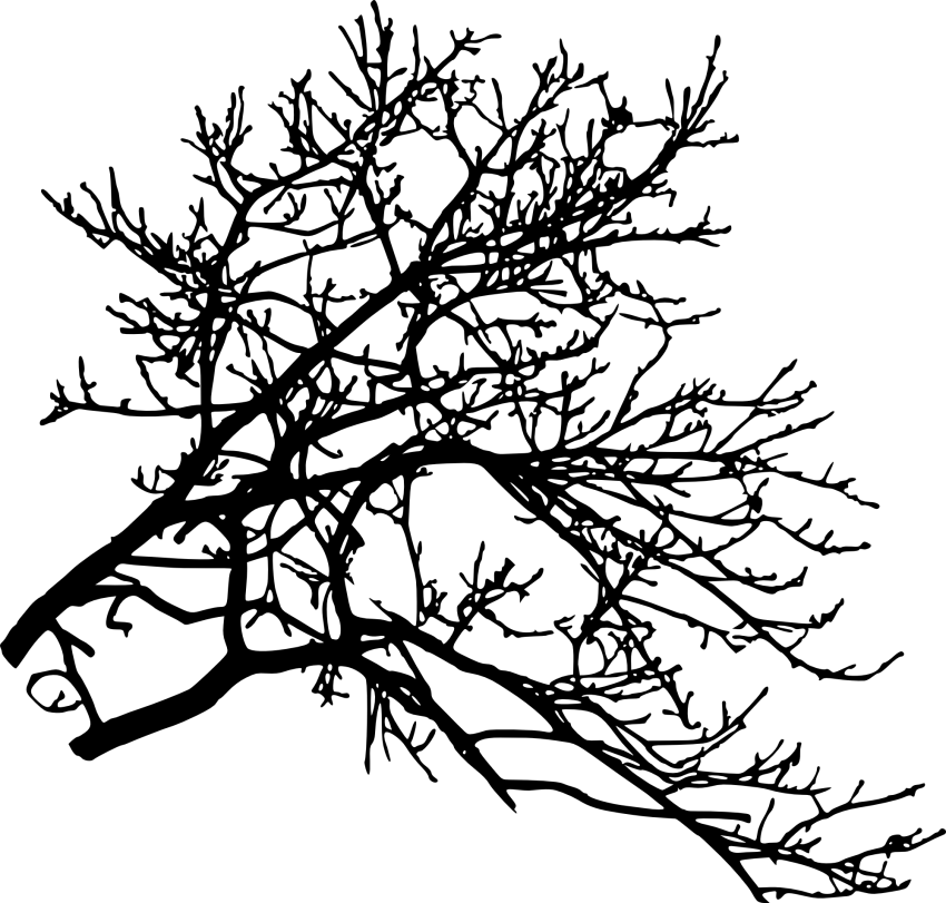 Download Free Png Tree Branch Png Images Transparent - Portable Network ...