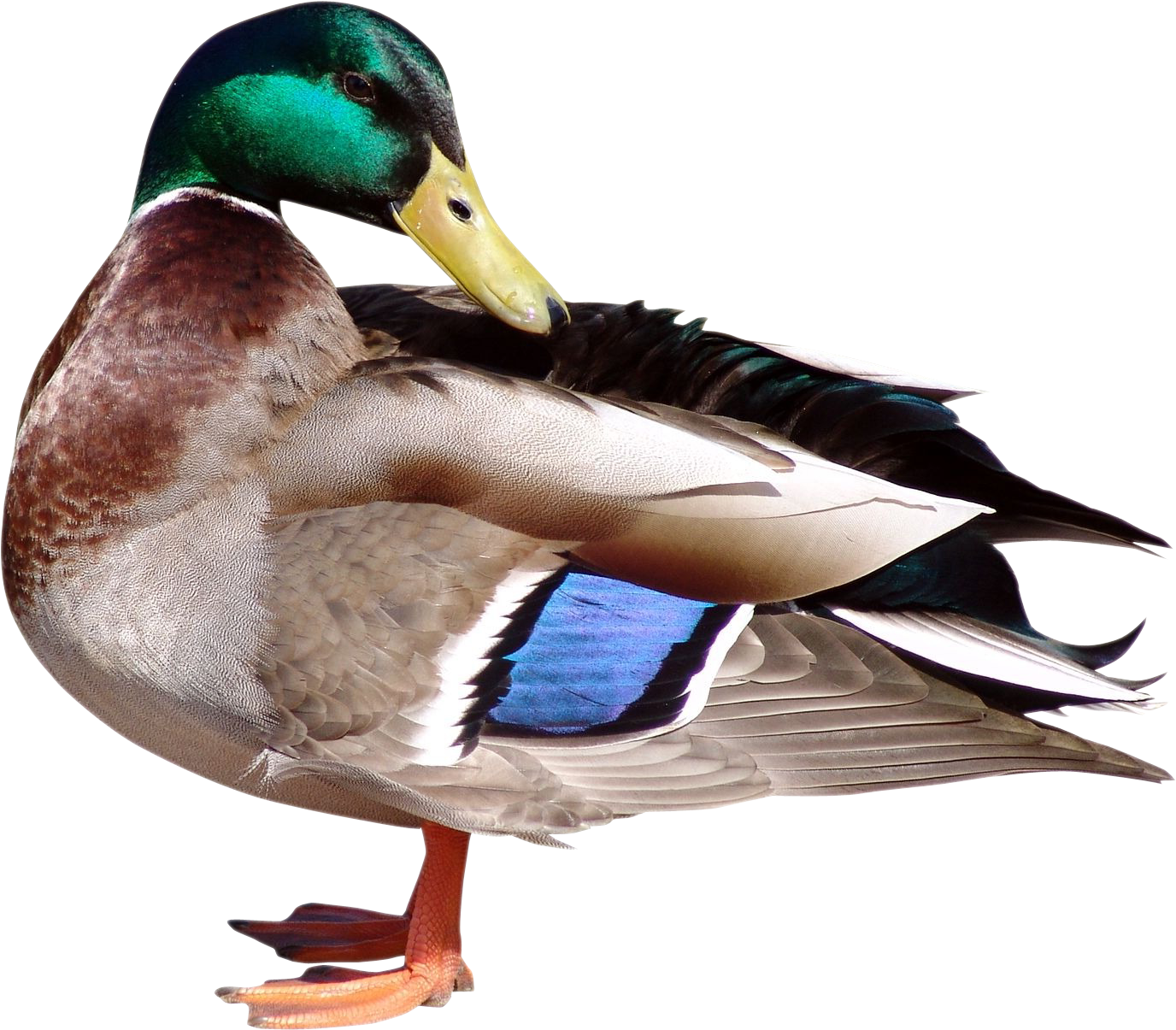 Duck Png (1494x1364), Png Download