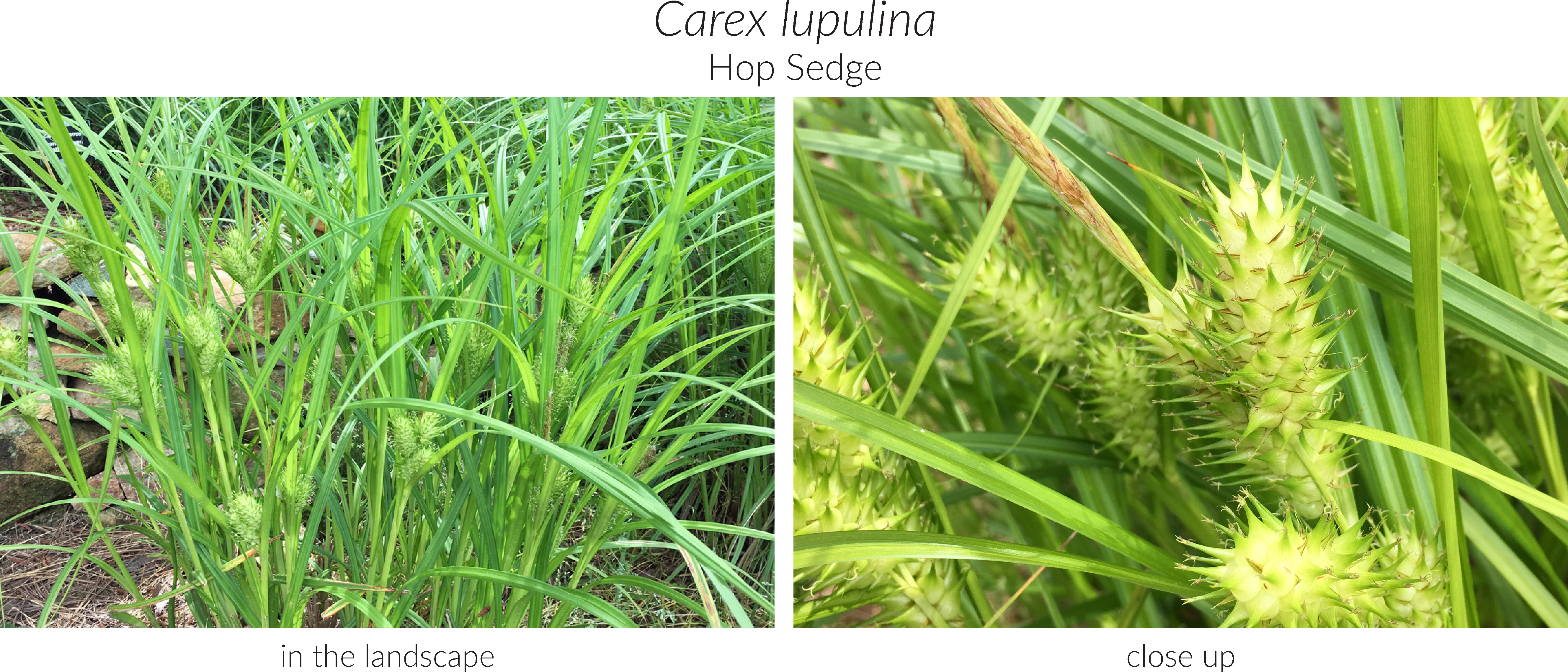Click Here To See Our Full Carex Collection And Here - Wheat (5316x2310), Png Download
