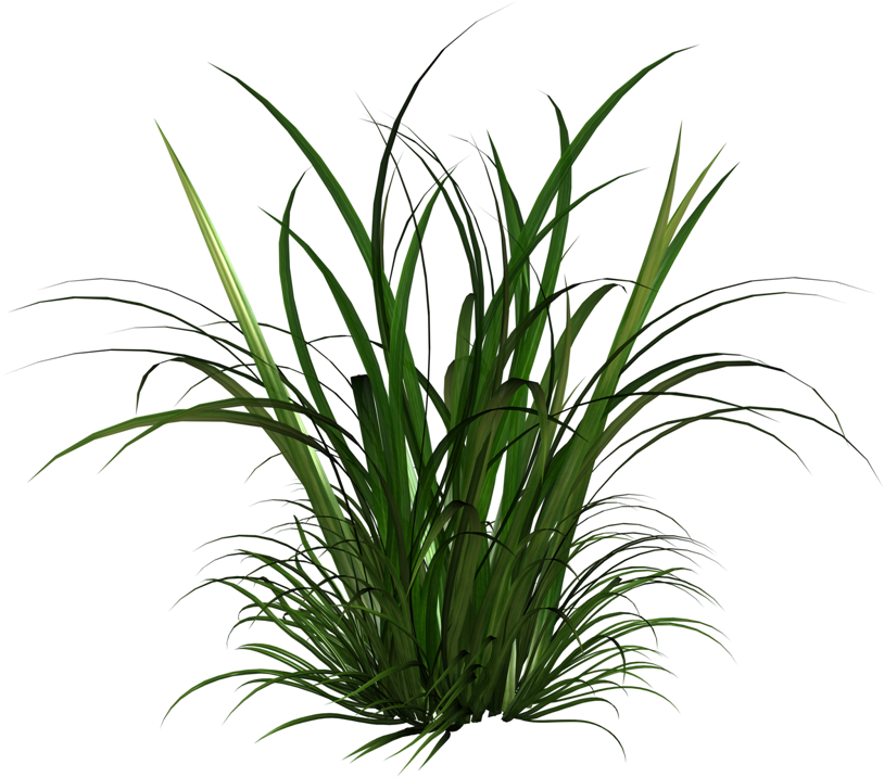 Pin Tall Grass Clipart - Tall Grass Clipart (800x565), Png Download