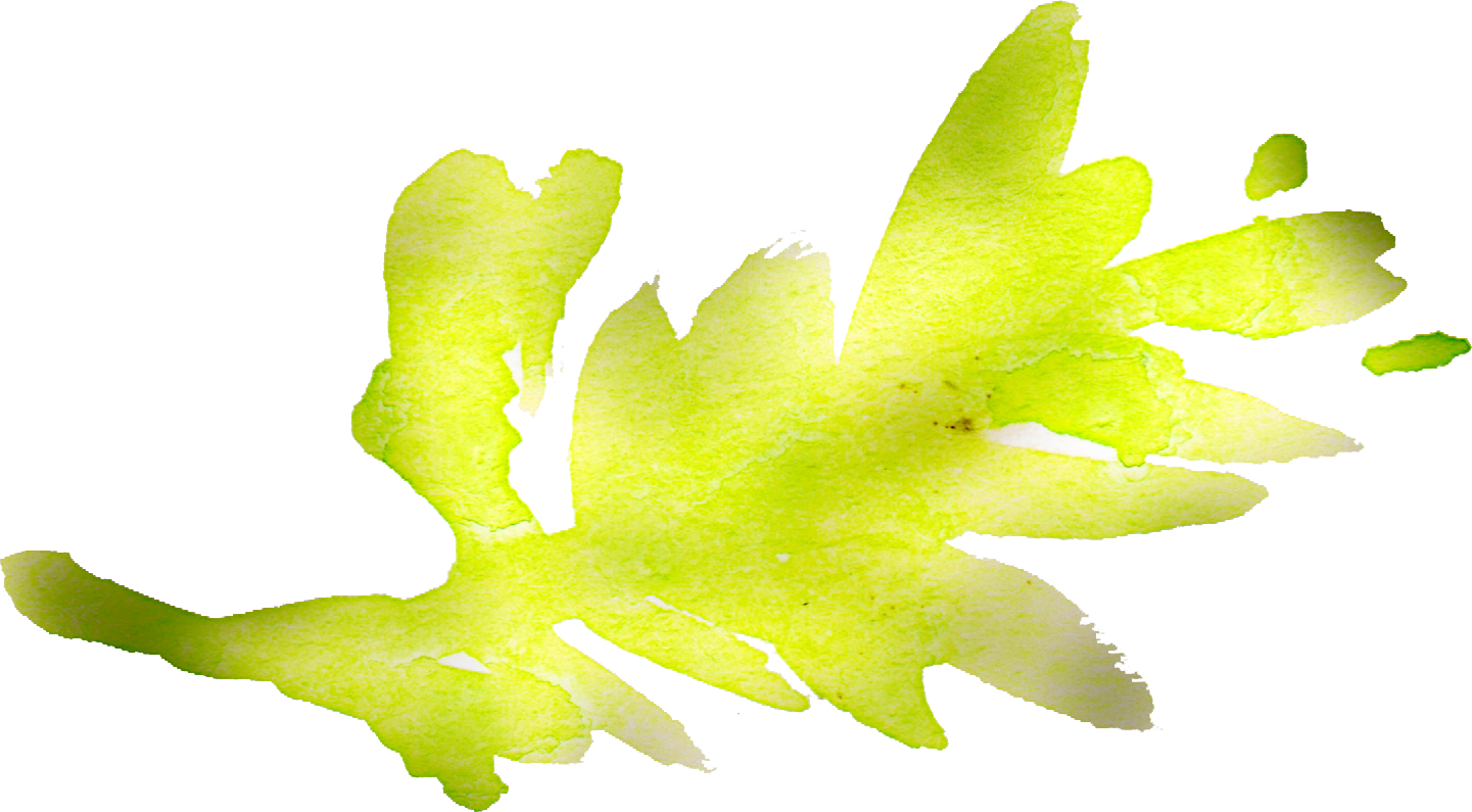 Free Watercolor Floral Elements- Pretty - Macro Photography (1441x795), Png Download