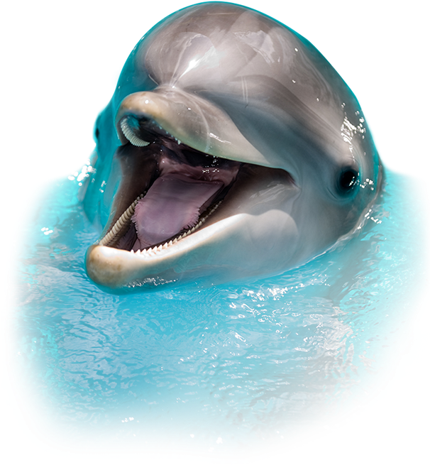 Sea Screamer Dolphin Tours In Clearwater - دولفين Png (628x659), Png Download