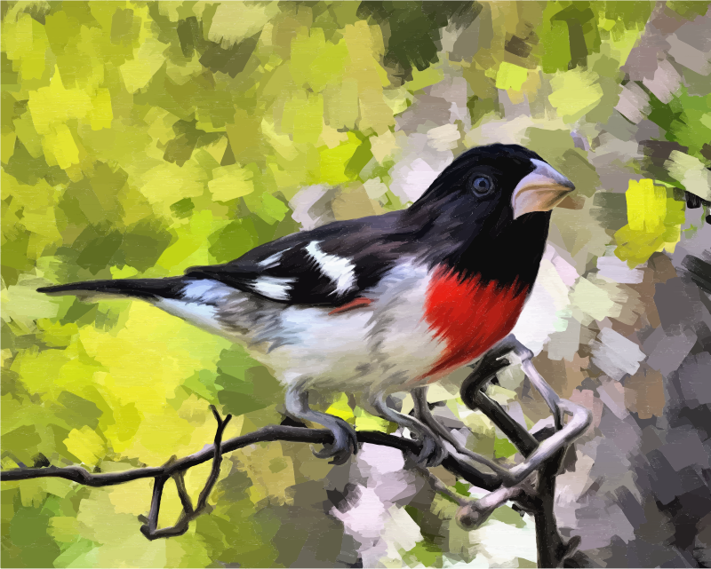 Medium Image - Rose Breasted Grosbeak (800x641), Png Download