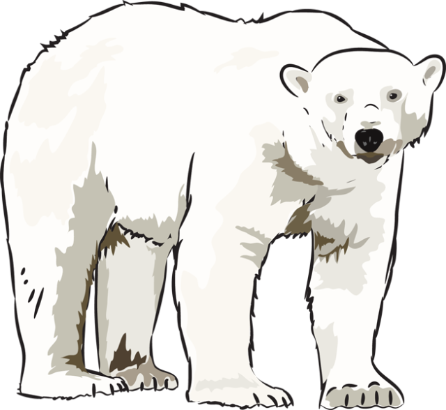 Texpe The Polar Bear - White Polar Bear Clipart (522x480), Png Download