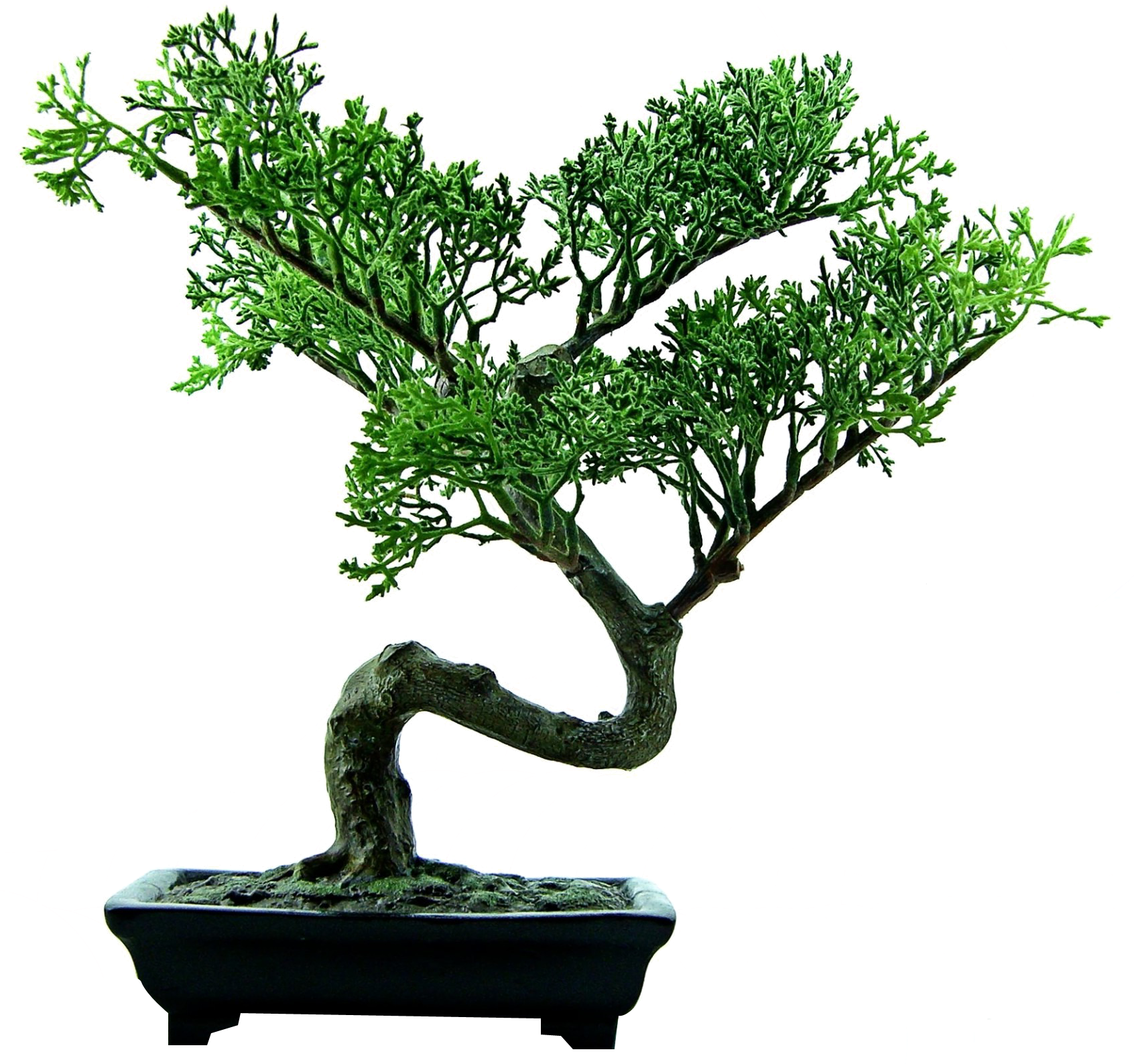 Bonsai Png (1692x1587), Png Download