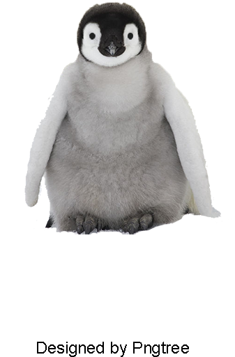 Penguin, Animal, Lovely Png Image And Clipart - Portable Network Graphics (800x800), Png Download