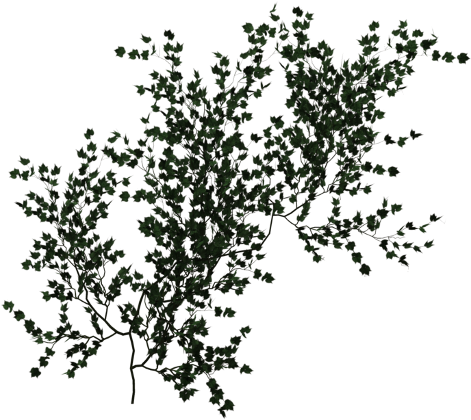 Climbing Vine Green Png - Climbing Vine Png (1024x639), Png Download