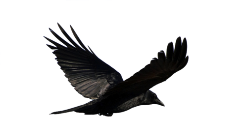 Game Of Thrones Crow Png Graphic Transparent - Crow Png (500x353), Png Download
