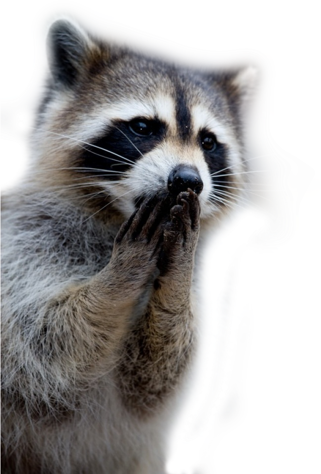 Raccoon Png - Mapaches Bonitos (650x975), Png Download