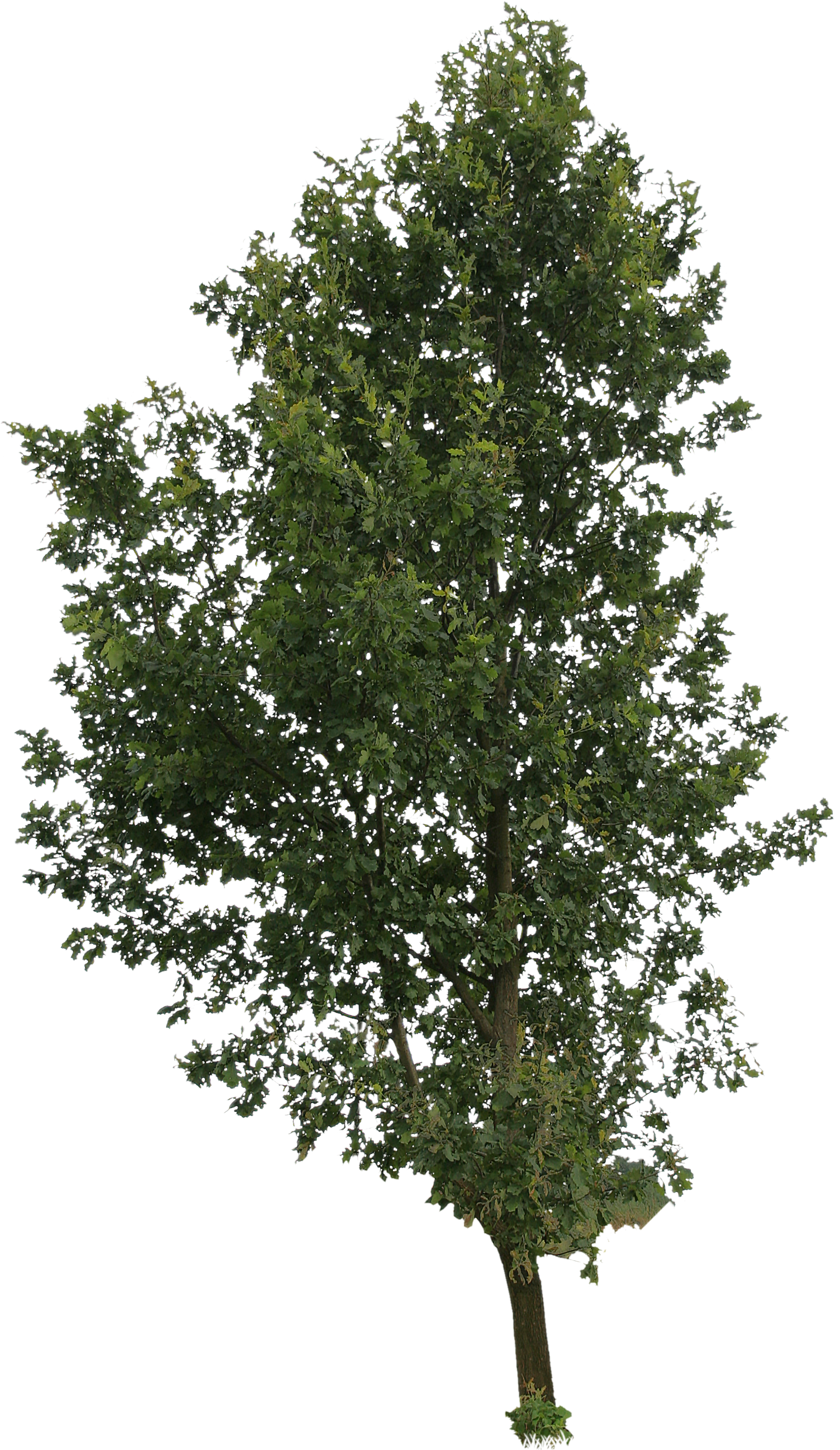 Swamp Trees Png - Tree Png Cut Out Trancperency (1939x2917), Png Download