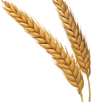 Wheat Png - Transparent Background Wheat Png (380x425), Png Download