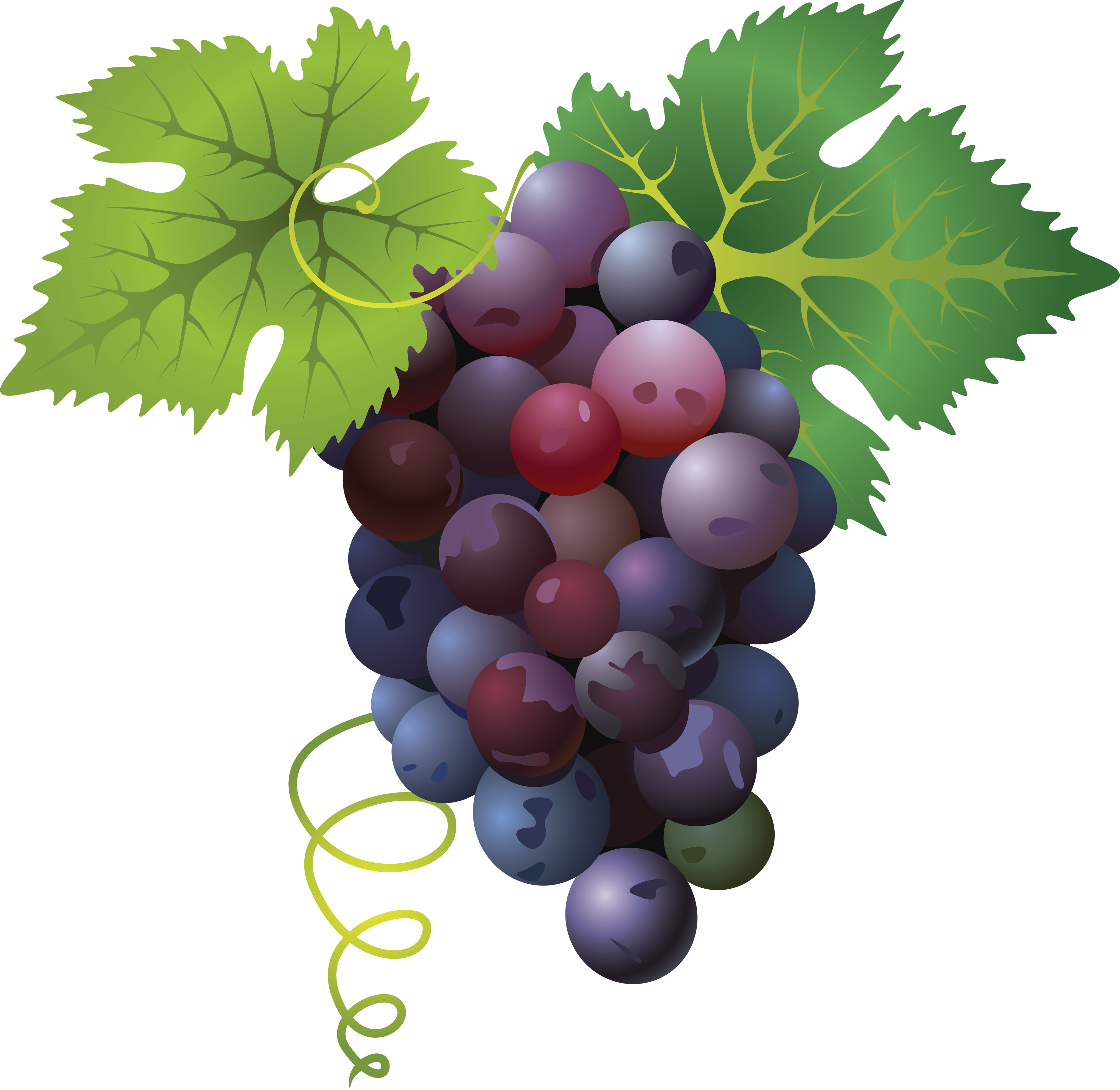 Grape Vine Border Png (3577x3481), Png Download