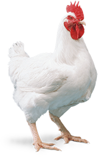 White Chicken Png Photo Broiler Layer Full Size Png Download Seekpng