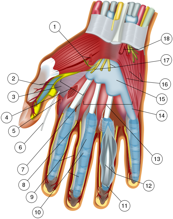 Wilfredor 39c8d3e5 - Inside The Human Thumb (800x797), Png Download