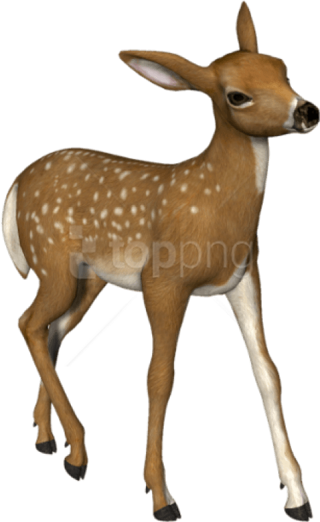 Deer Png Image Without Background - Roe Deer Clipart (317x511), Png Download