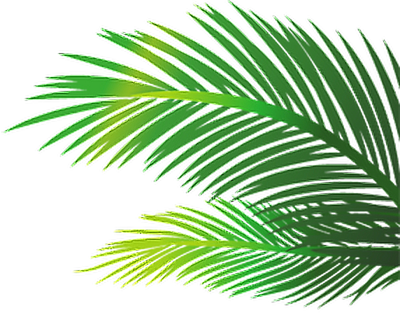 Palm Leaves Png Images Vectors And Psd Files Free - Hojas De Palmeras En Png (572x450), Png Download