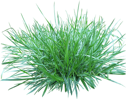 Patch Of Grass - Portable Network Graphics (400x400), Png Download