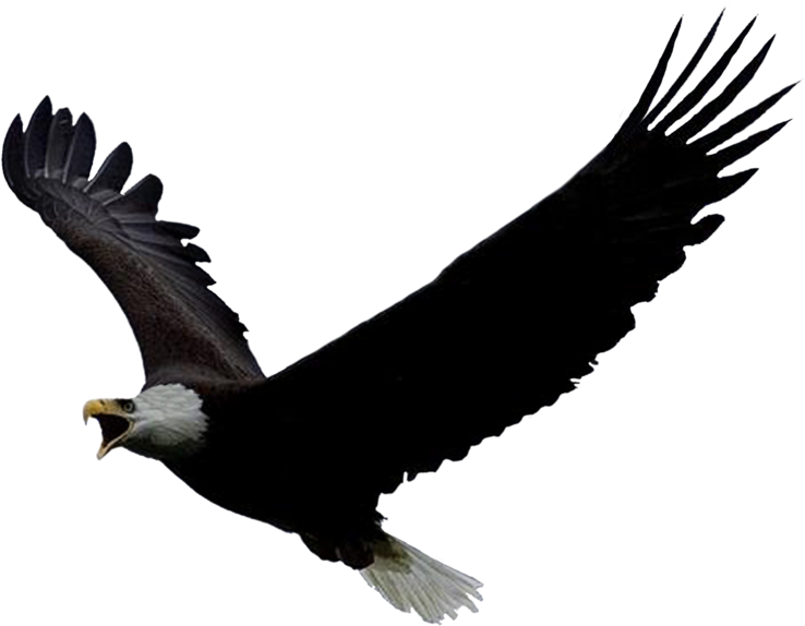 Bald Eagle Png Background Image - Bald Eagle Gif Png (1024x746), Png Download