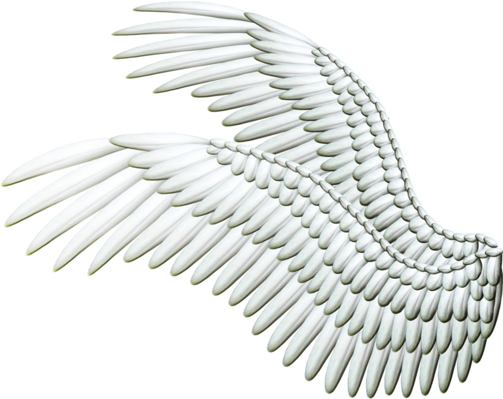 Angel Wing With Transparent Background (1003x796), Png Download