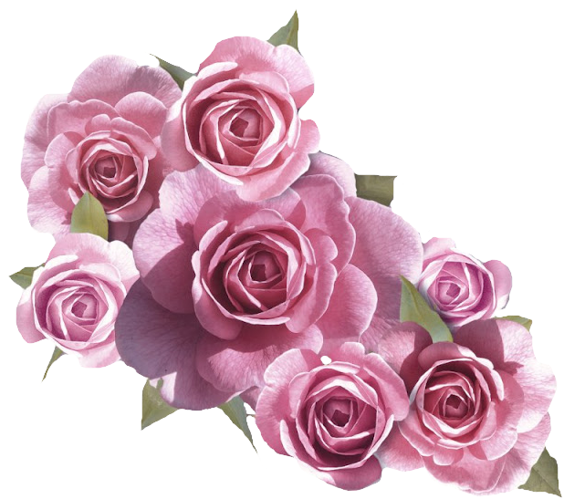 Flores Png Rosas - Rose In White And Pink Png (640x578), Png Download