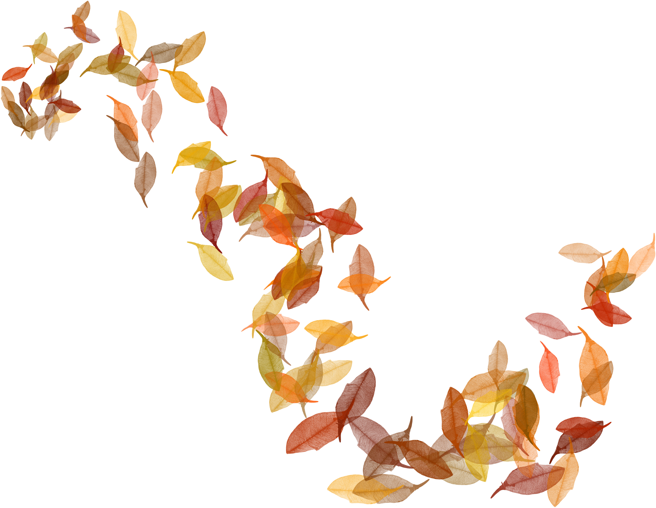 Fall Leaves Png, Garden - Autumn Leaves Png Transparent (600x465), Png Download