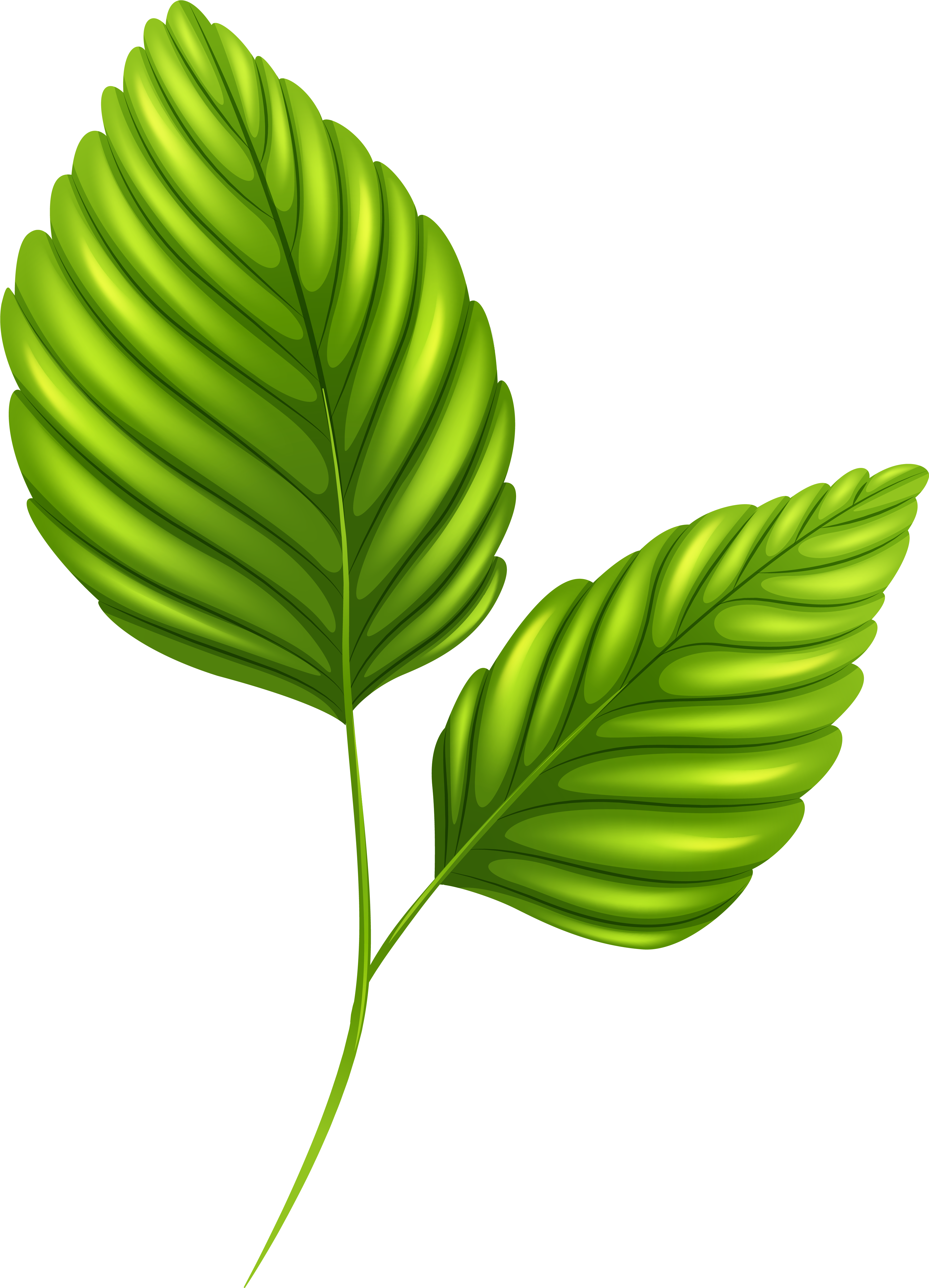 Palm Leaf Png Clip Art - Clip Art (3913x5347), Png Download