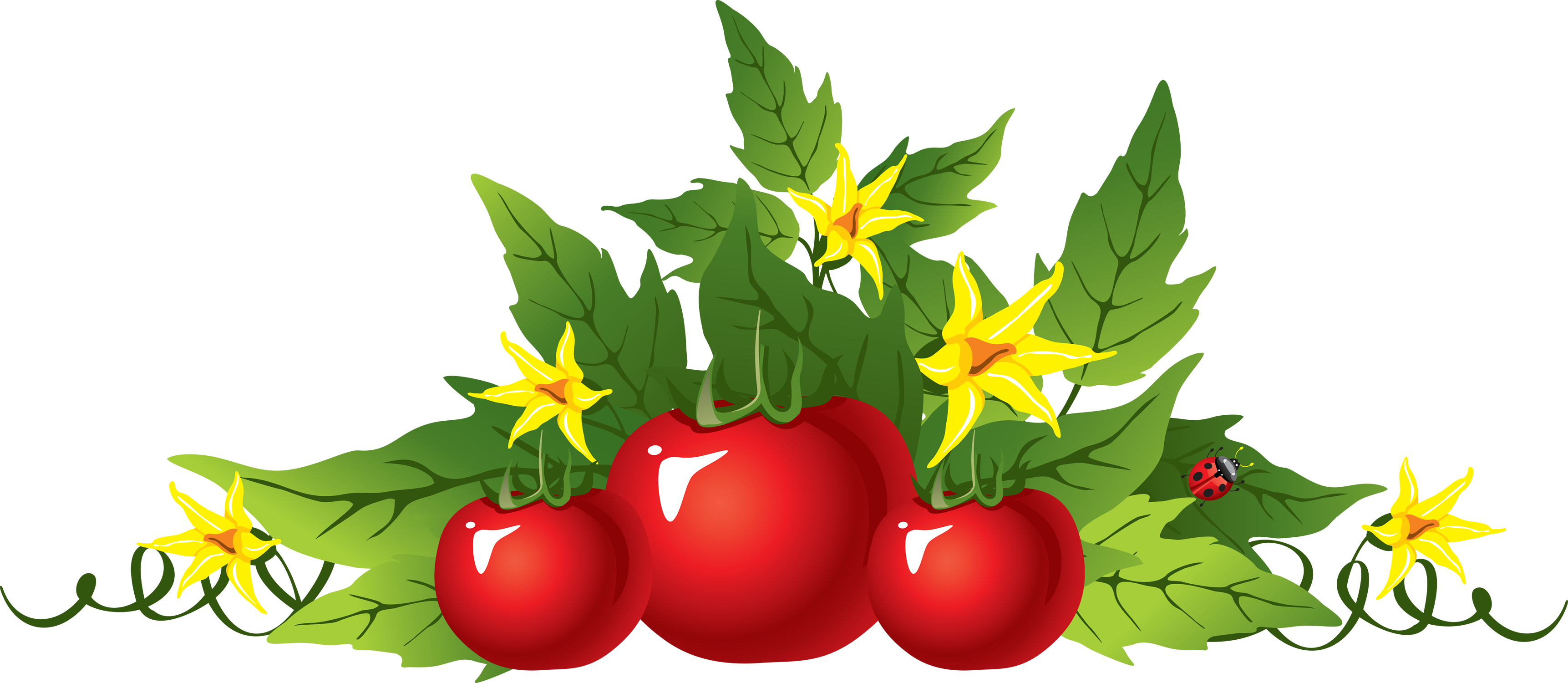 Tomato Forty - Tomato Plant Png Clipart (3445x1500), Png Download