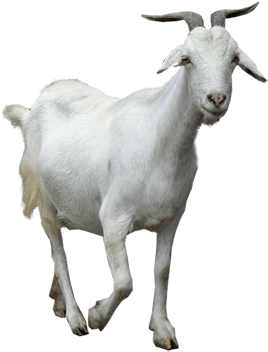 Animals - Goats - Goat Png (445x355), Png Download