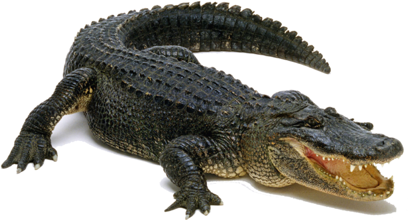 Alligator Png Pic - Аллигатор Png (1024x576), Png Download