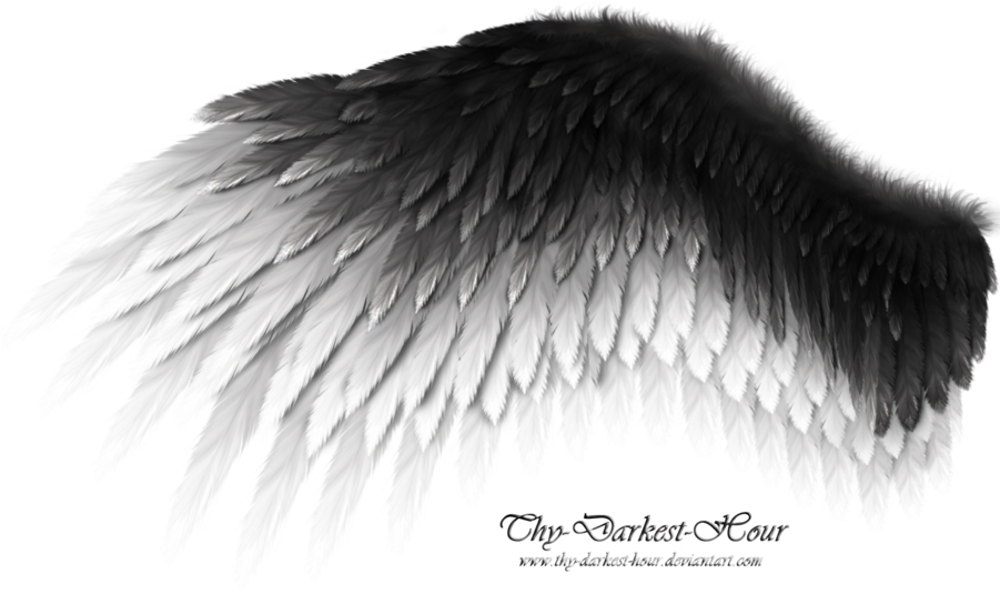 Fallen Angel Wing Png Clipart Black And White Download - Black And White Wings Png (900x541), Png Download