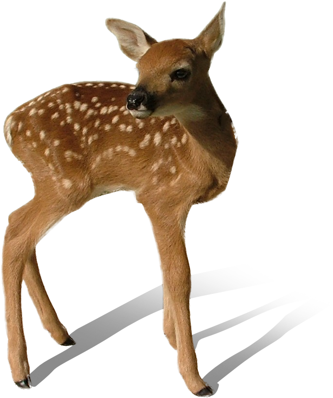 Transparent Deer Png - Deer (948x948), Png Download