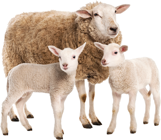 27 - Farm (800x800), Png Download