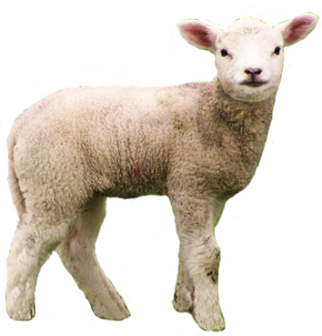 Free Icons Png - Lamb Transparent Background (354x369), Png Download